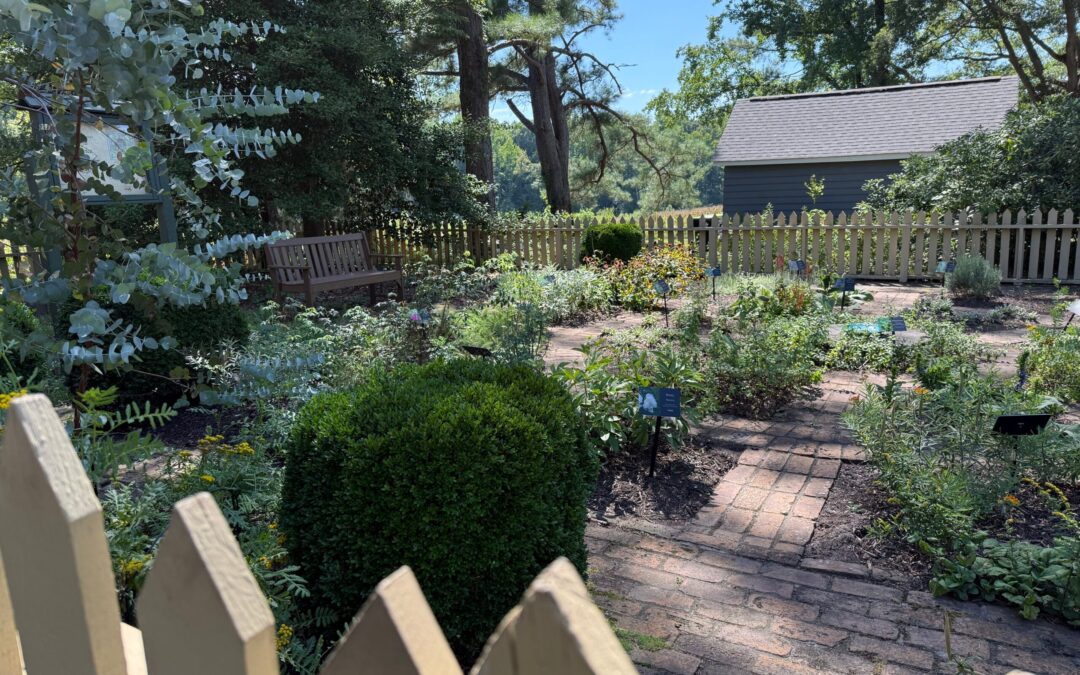 View of a garden with growing herbs. Fence pickets are in the foreground.